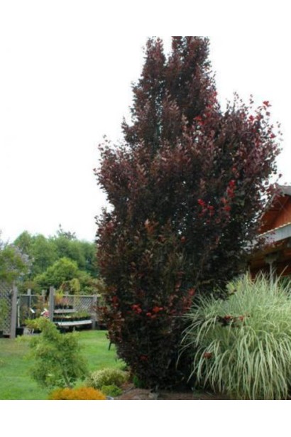 Бук лісовий Рохан Обеліск